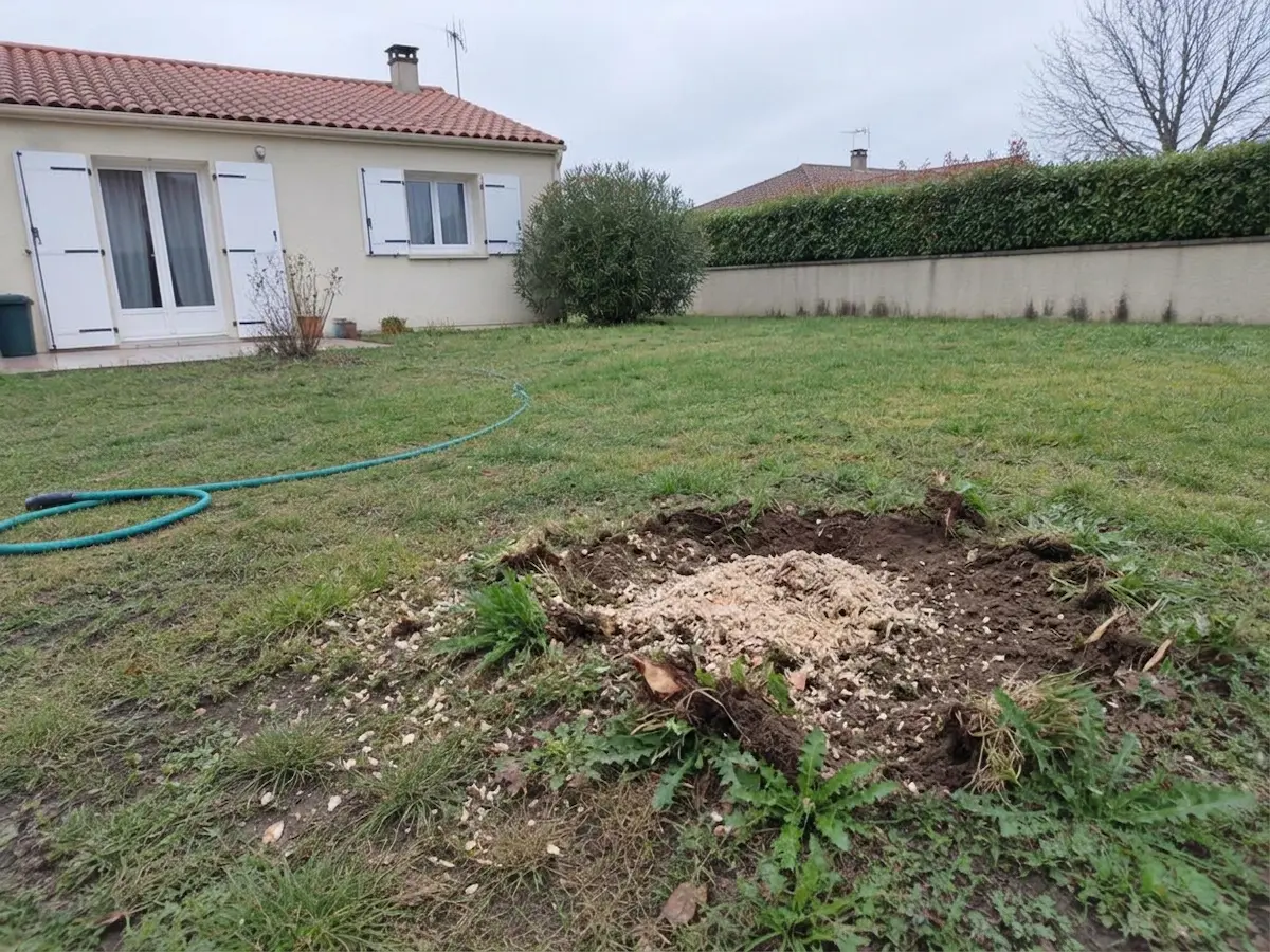 Souches rognées, après