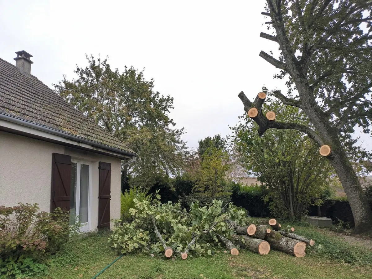 Le même chêne, dégagé du toit, après élagage
