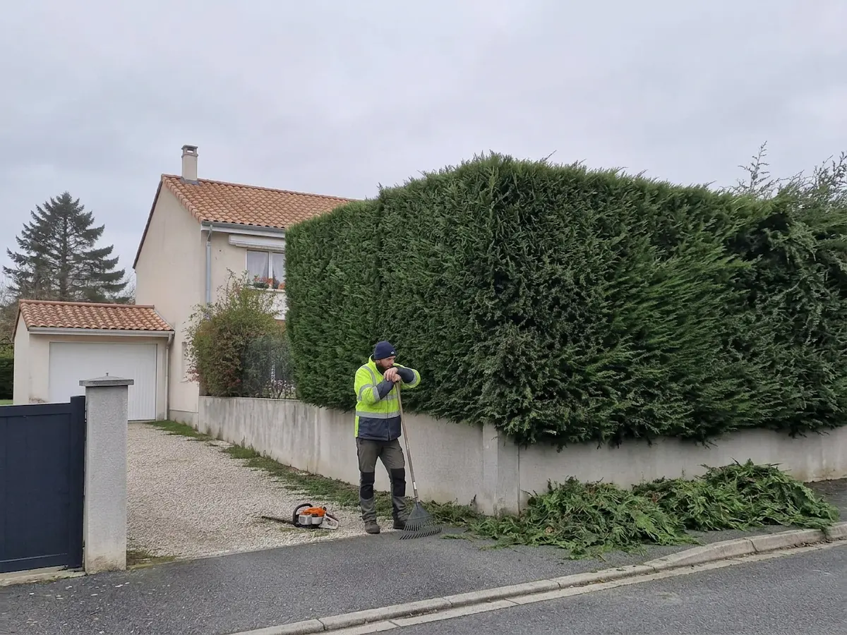 Haie taillée, après