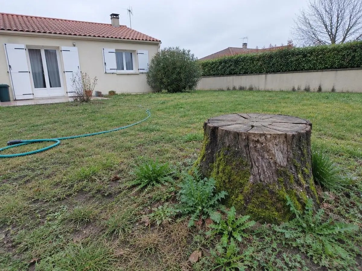 Souches dans le jardin, avant